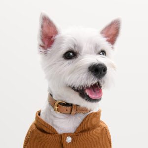 Obroża skórzana Vero Caramello DSC_3659