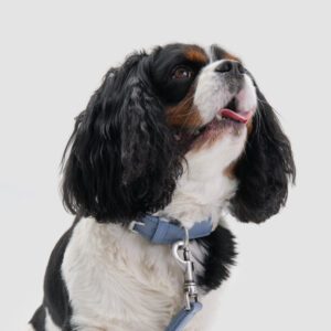 Obroża z wegańskiej skóry Nodo Ardesia DSC_308