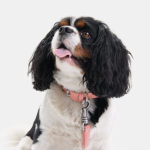 Obroża z wegańskiej skóry Nodo Cipria DSC_3100