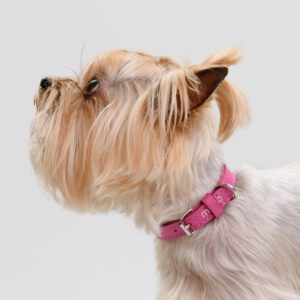 Obroża skórzana Vivo Fucsia DSC_3156