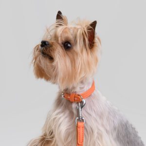 Obroża skórzana Vivo Arancia DSC_3172