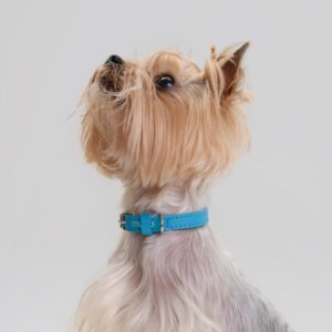 Obroża skórzana Vivo Oceano DSC_3185