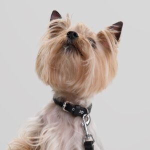 Obroża skórzana Vivo Nero DSC_3222