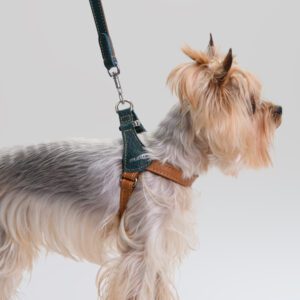 Szelki skórzane Duo Marina DSC_3257