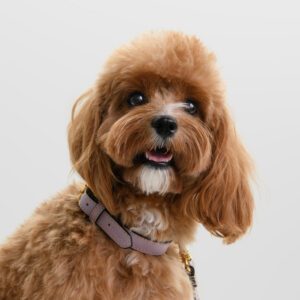 Obroża skórzana Vero Lavanda DSC_3358