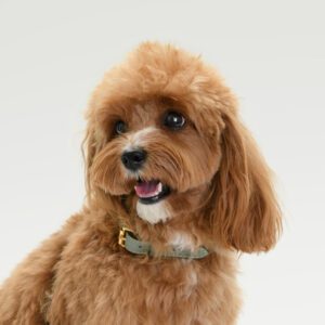 Obroża skórzana Vero Salvia DSC_3435