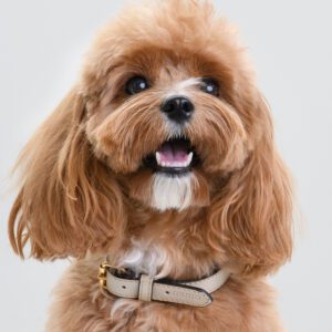 Obroża skórzana Vero Crema DSC_3461