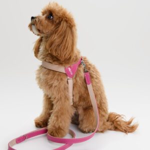 Szelki skórzane Duo Rosa DSC_3542