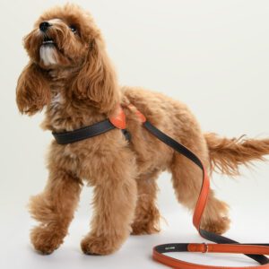 Szelki skórzane Duo Bosco DSC_3577