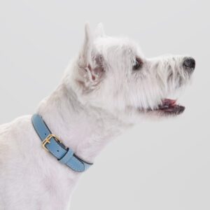 Obroża skórzana Vero Azzurro DSC_3722