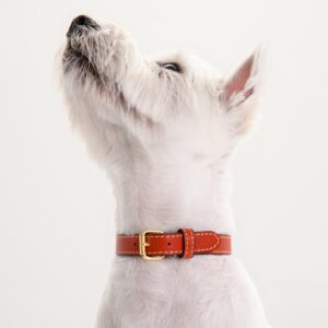 Obroża skórzana Vero Rosso DSC_3748